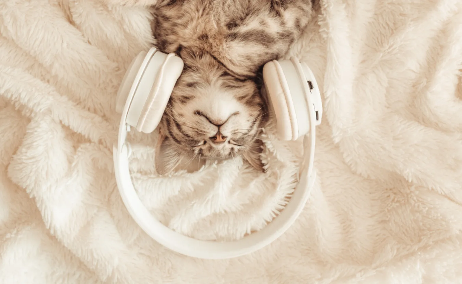 Gray Cat Listening to Music with Headphones