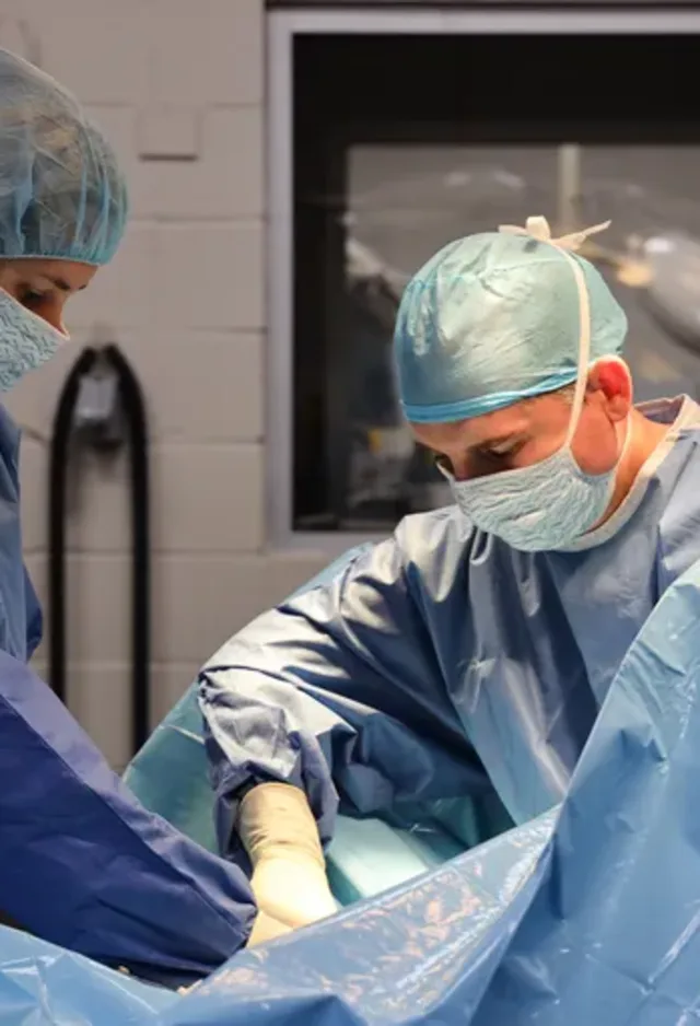 Surgery on a horse Surgery on a horse