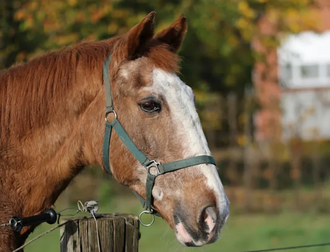 Senior horse in a pasture looking over a fence Senior horse in a pasture looking over a fence