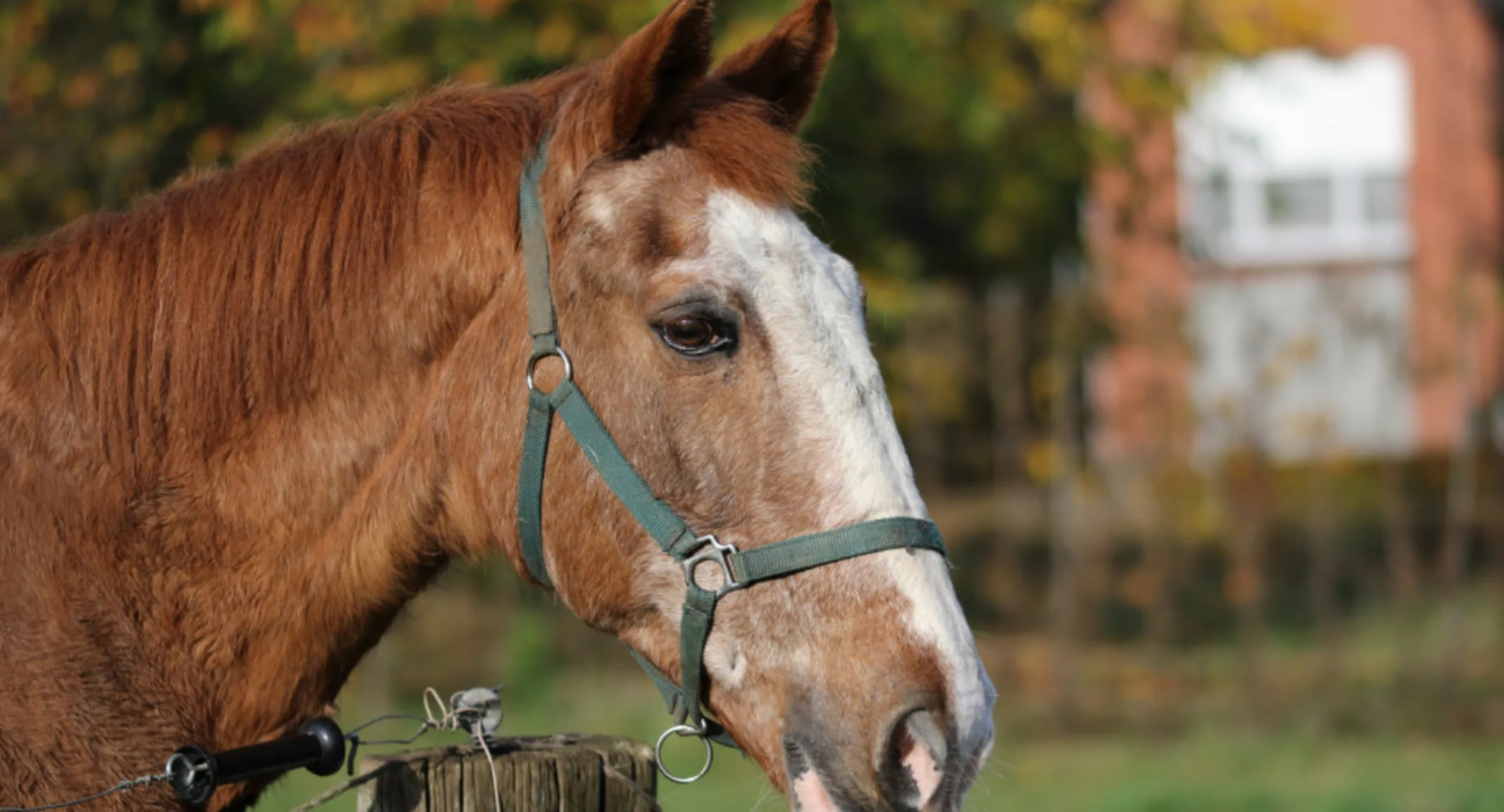 Senior horse in a pasture looking over a fence Senior horse in a pasture looking over a fence