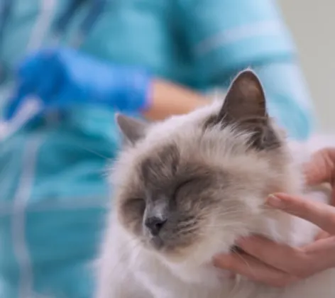 cat getting scratched under the chin