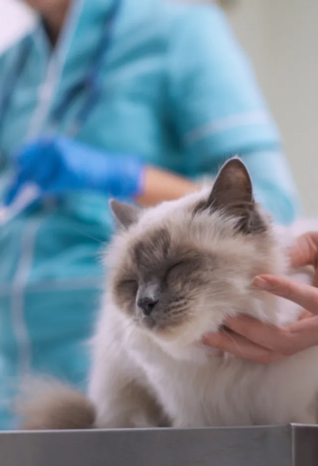 cat getting scratched under the chin cat getting scratched under the chin
