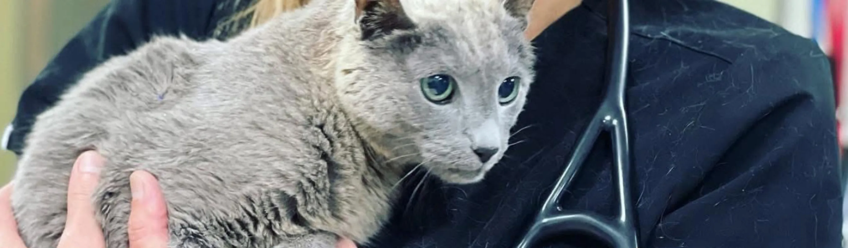 Staff member holding a cat Staff member holding a cat
