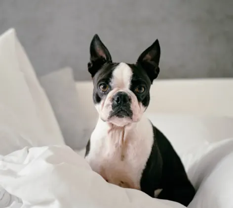 Black and white Boston Terrier in bed