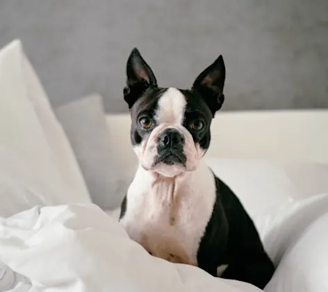 Black and white Boston Terrier in bed Black and white Boston Terrier in bed