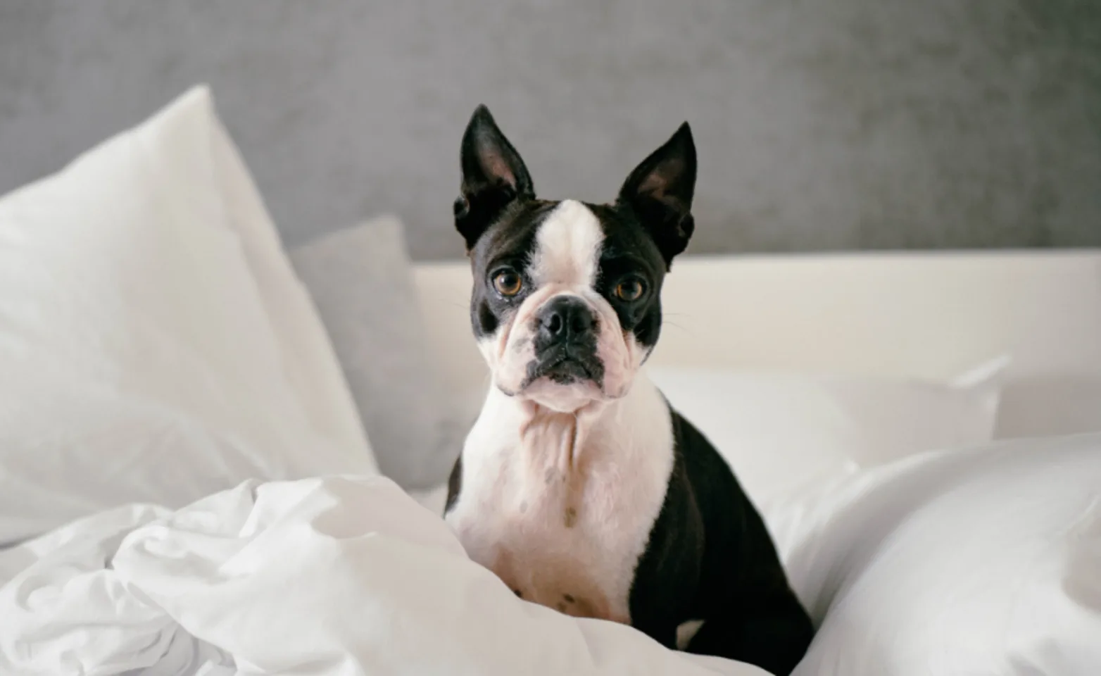 Black and white Boston Terrier in bed