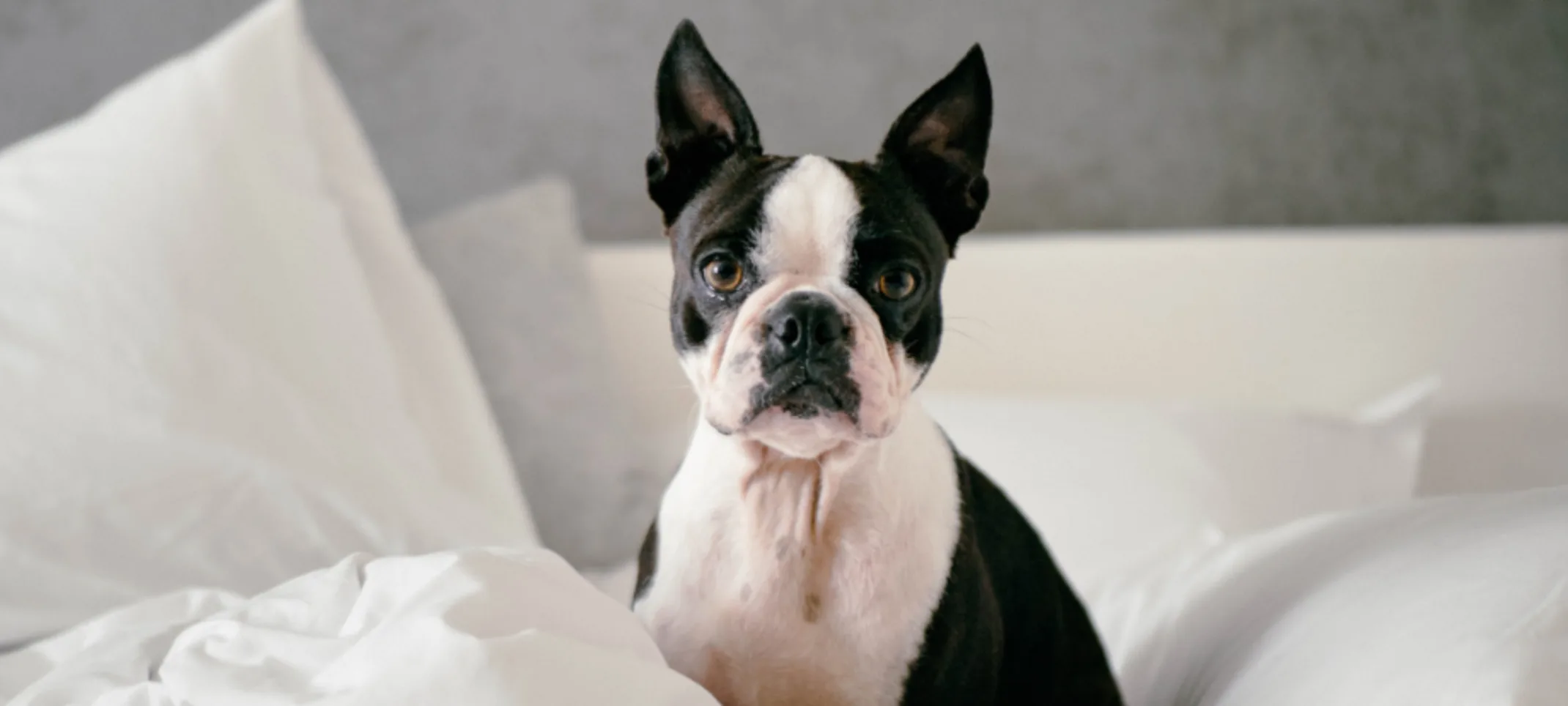 Black and white Boston Terrier in bed