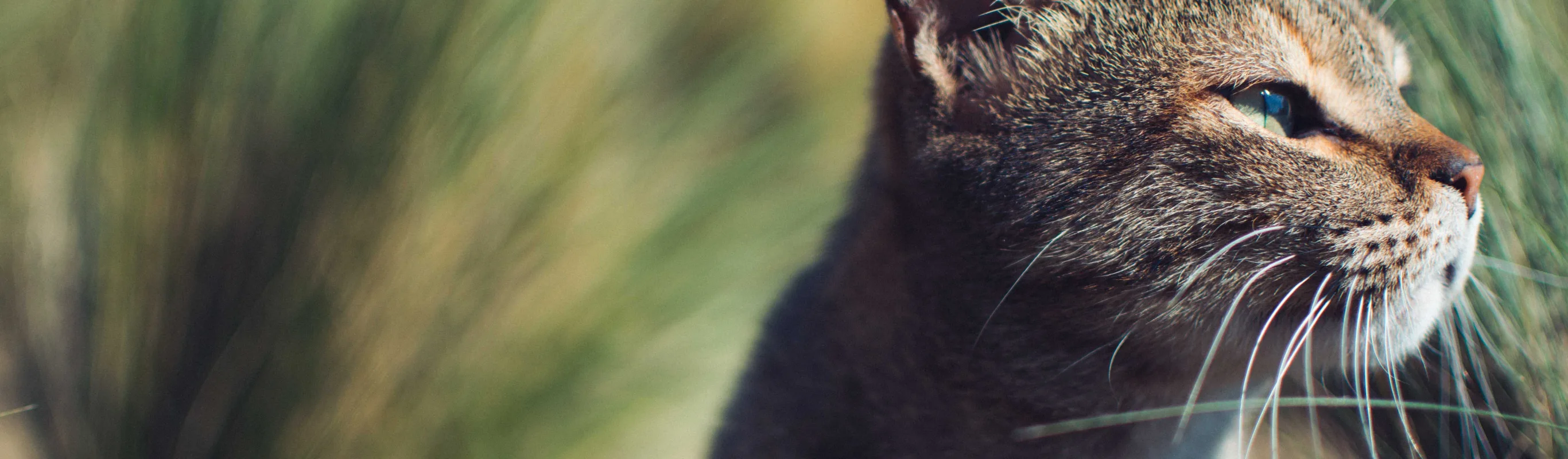 cat looking for food cat looking for food