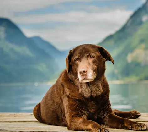 Senior dog by the lake Senior dog by the lake
