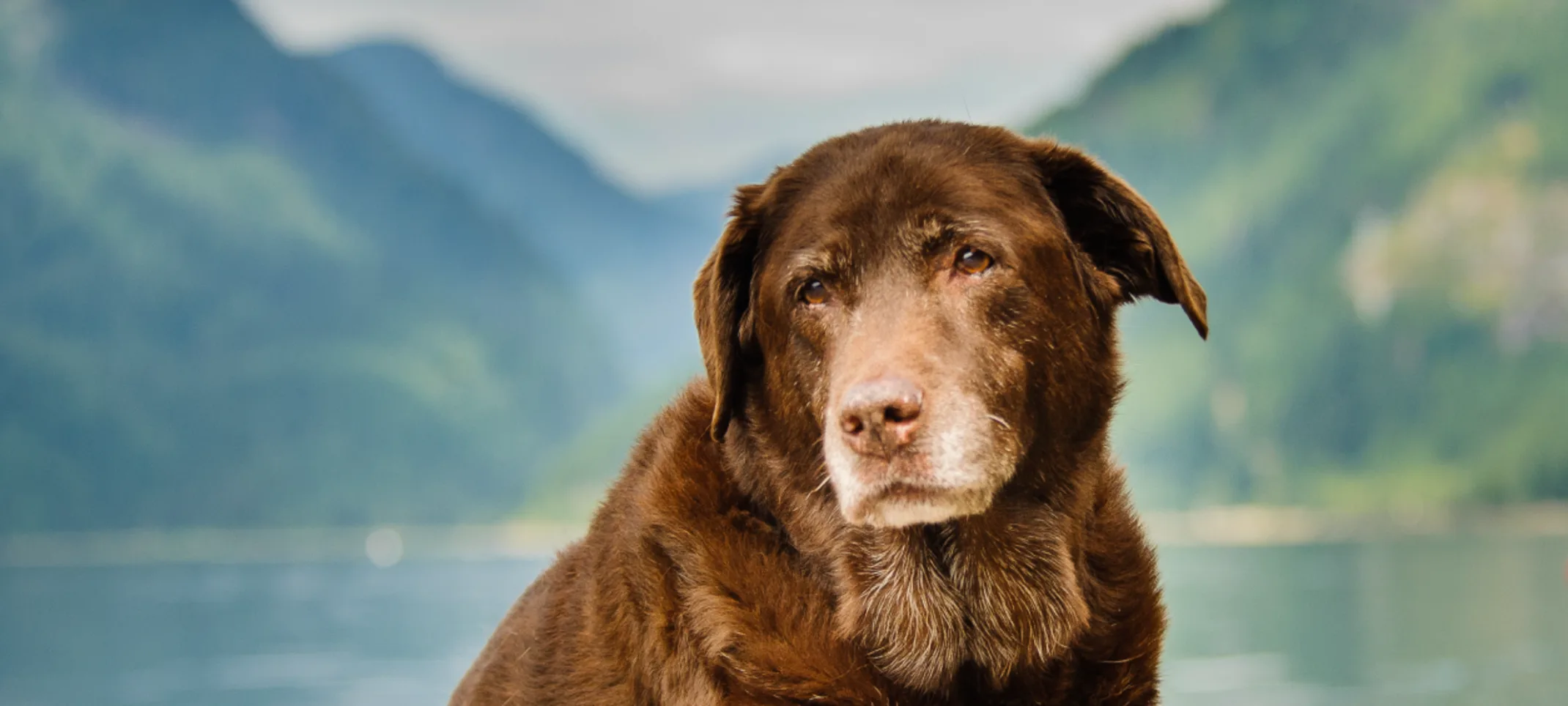Senior dog by the lake Senior dog by the lake
