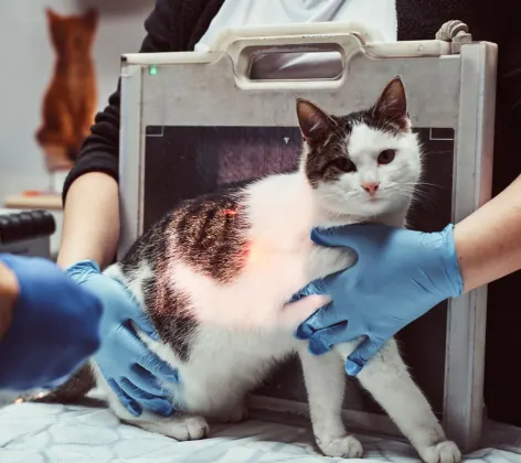 White and black cat getting an x-ray by staff members on a clinical table.
