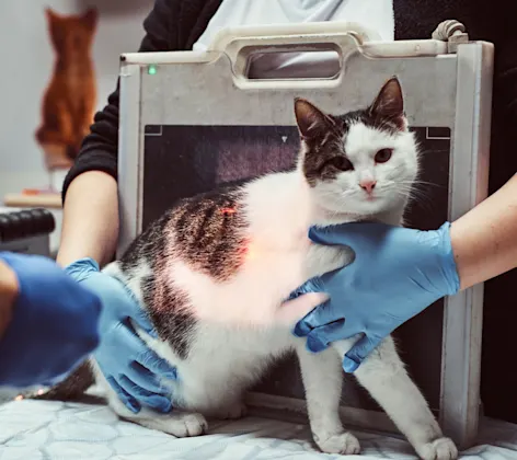 White and black cat getting an x-ray by staff members on a clinical table.