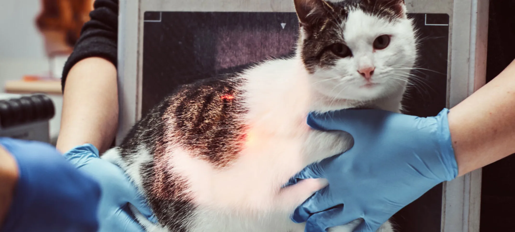 White and black cat getting an x-ray by staff members on a clinical table.