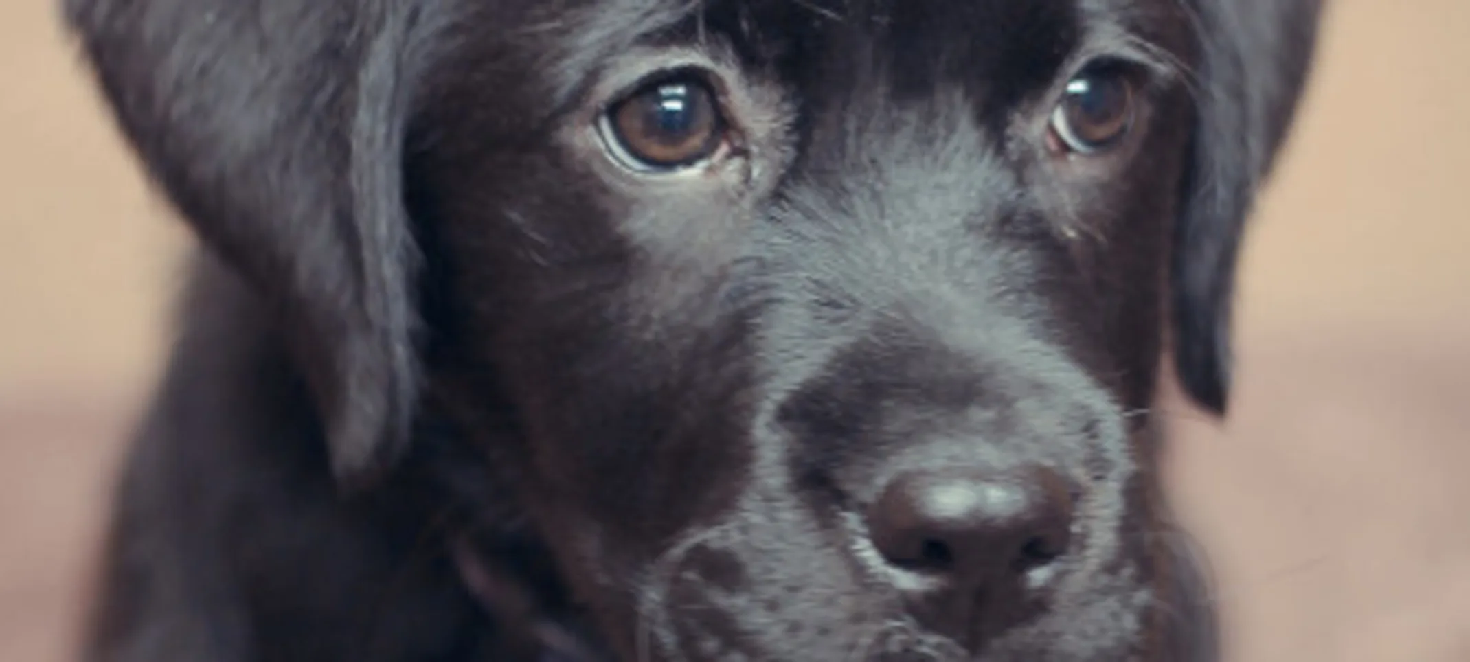 A black labrador puppy. A black labrador puppy.