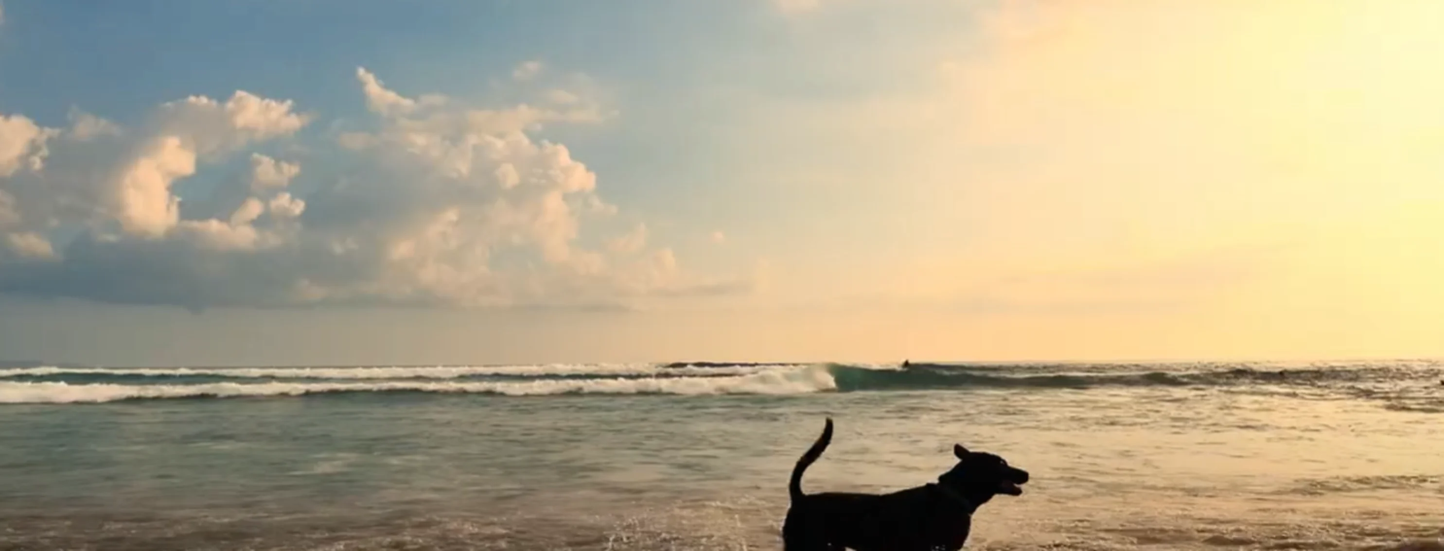 A black dog running on the beach.