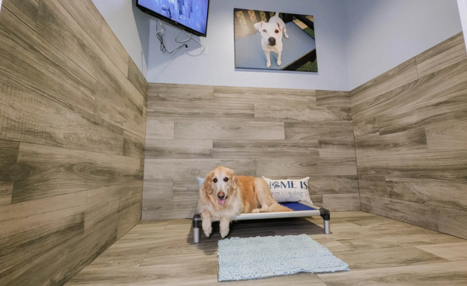 Golden lying on bed Golden lying on bed