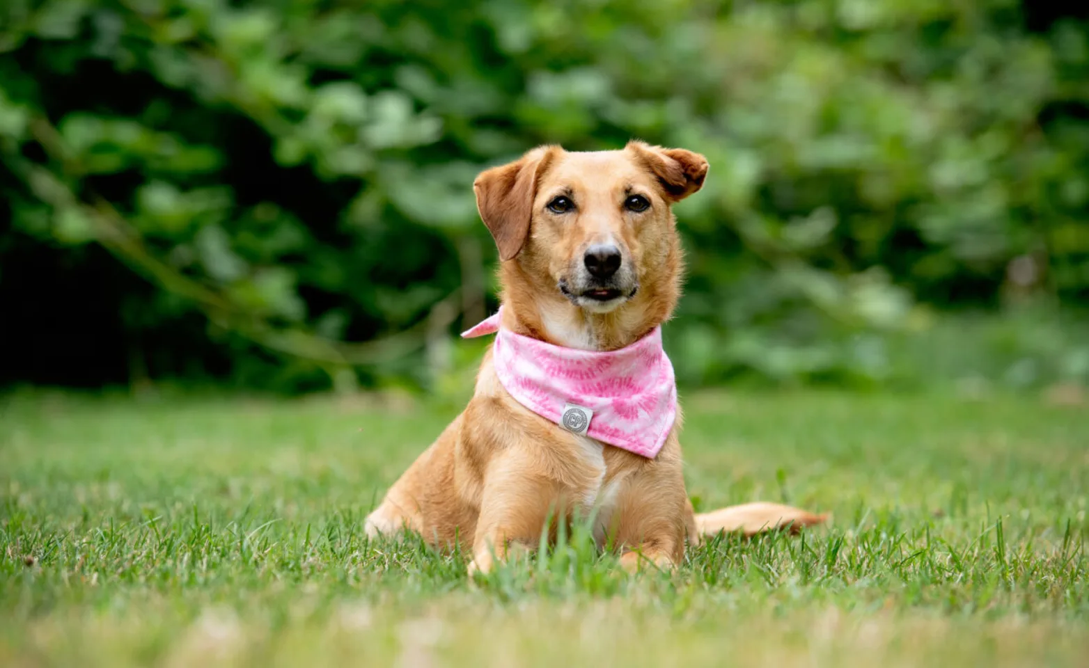A dog wearing a pink bandana A dog wearing a pink bandana