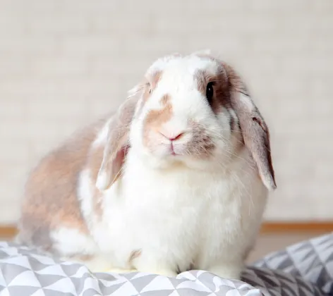 Rabbit sitting on pillow Rabbit sitting on pillow