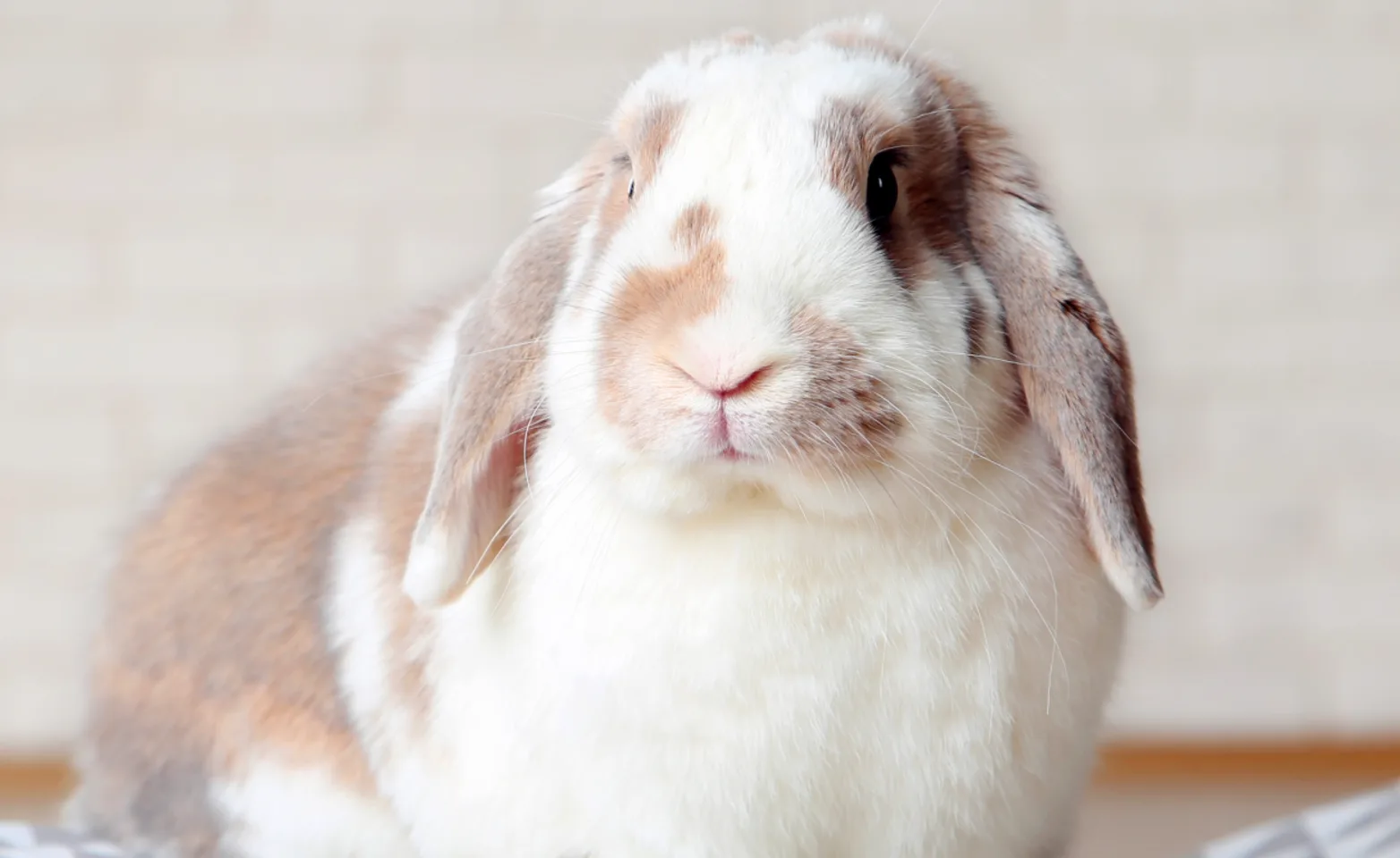 Rabbit sitting on pillow Rabbit sitting on pillow
