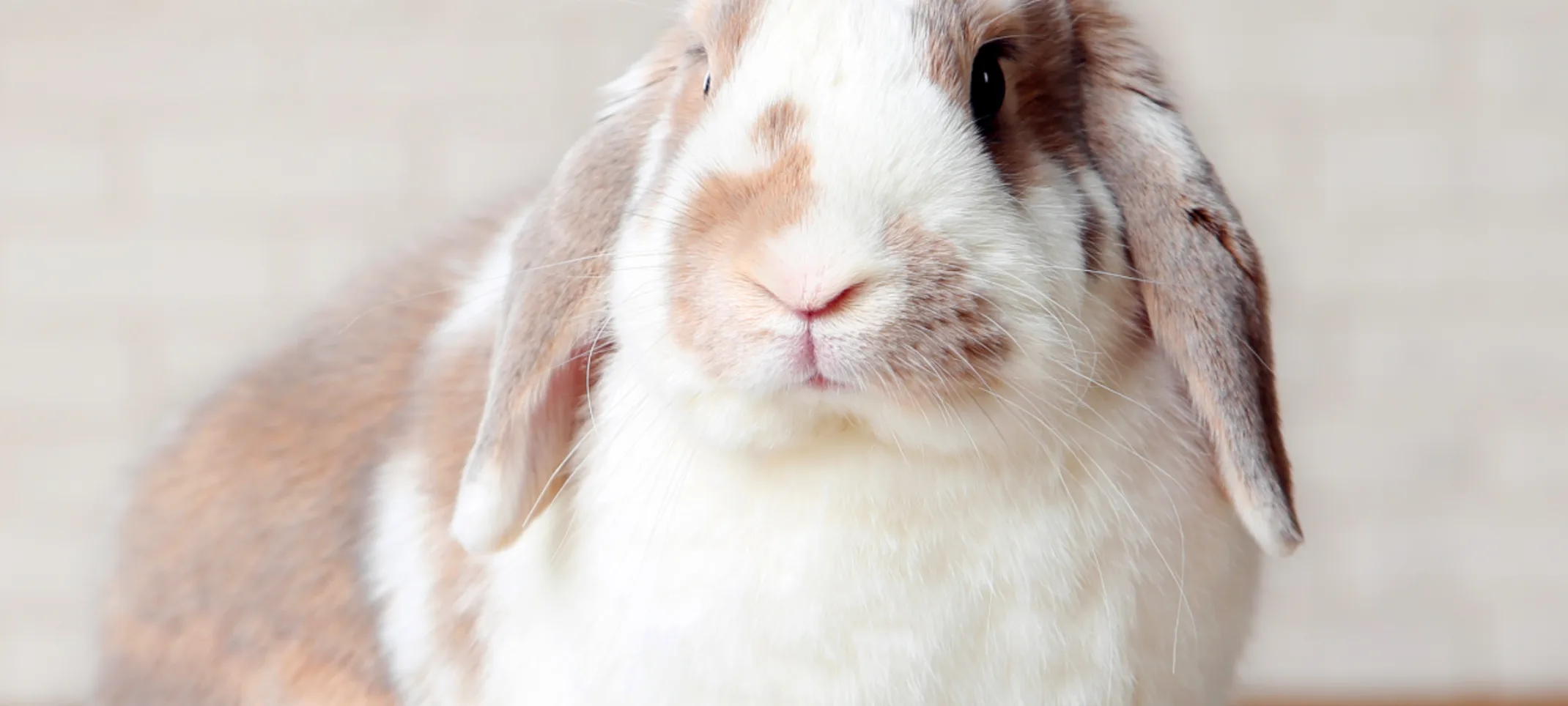 Rabbit sitting on pillow