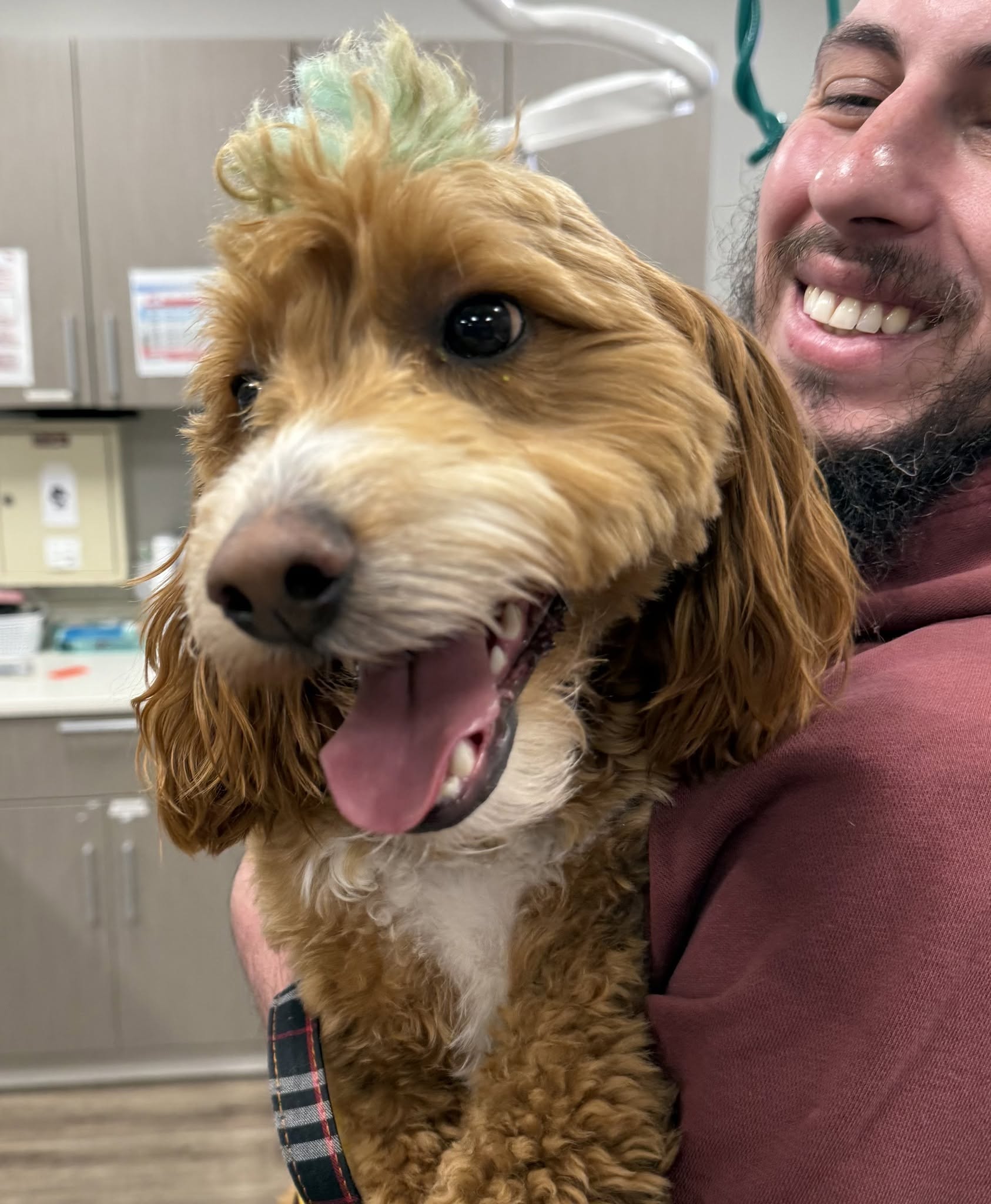 Brown dog with mohawk