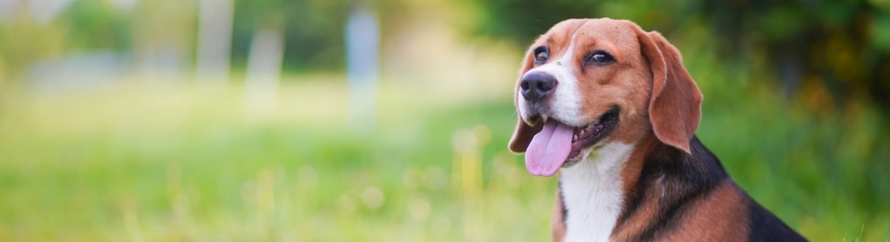 Beagle sitting in field with tree line behind it