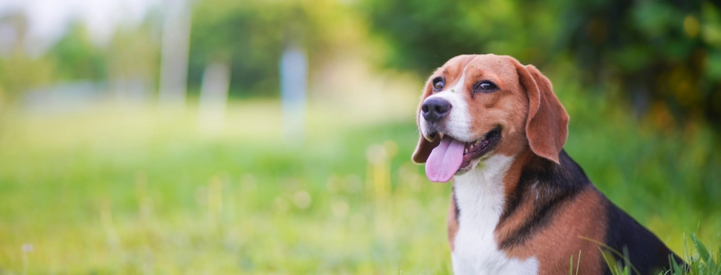 Beagle sitting in field with tree line behind it