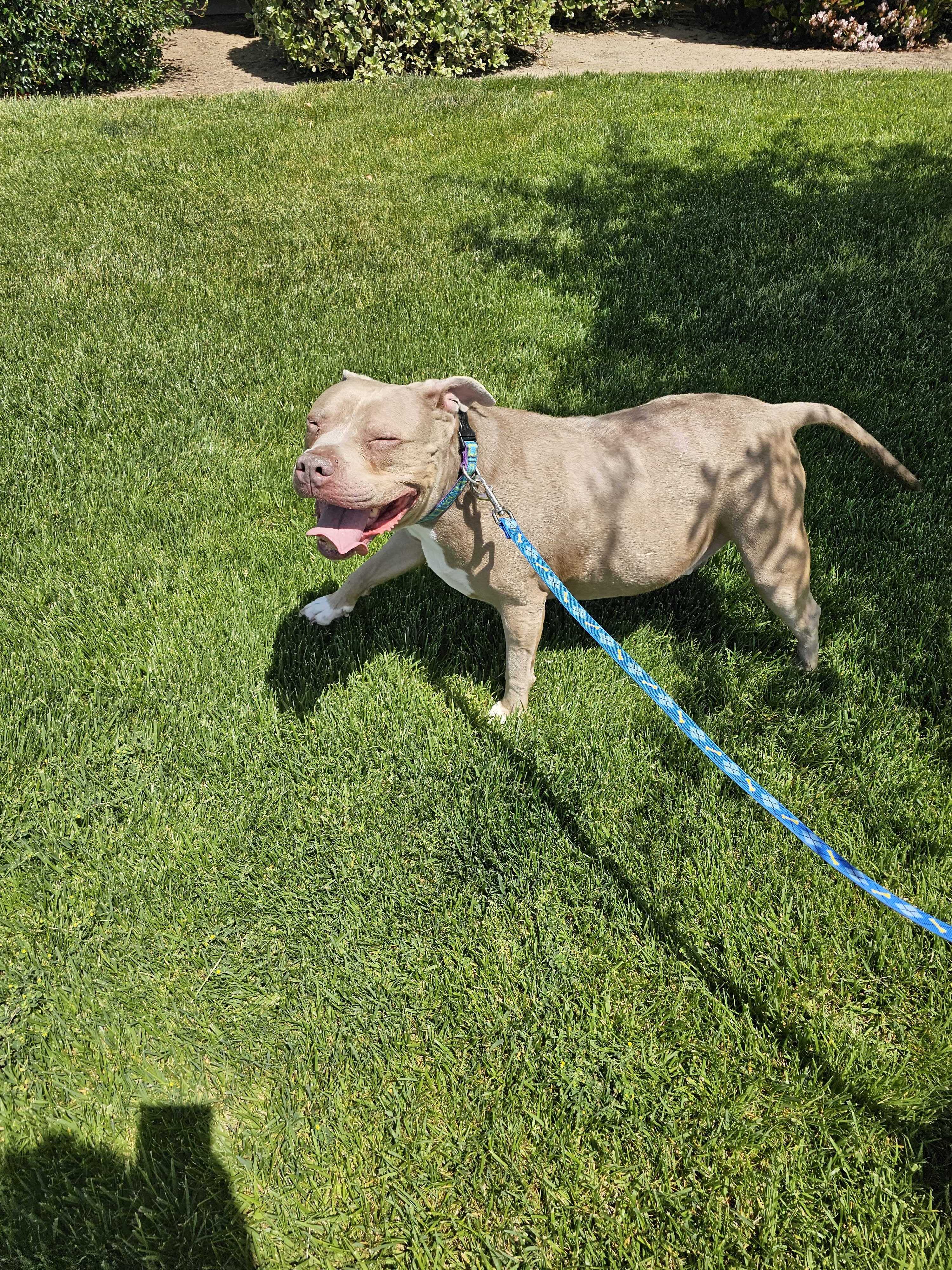A dog being walked on a leash