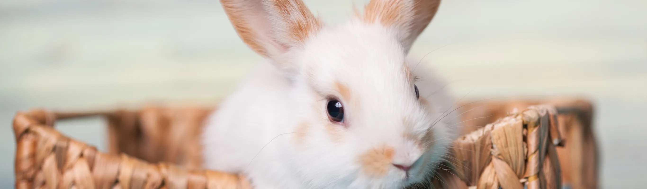 A bunny sitting inside a basket A bunny sitting inside a basket