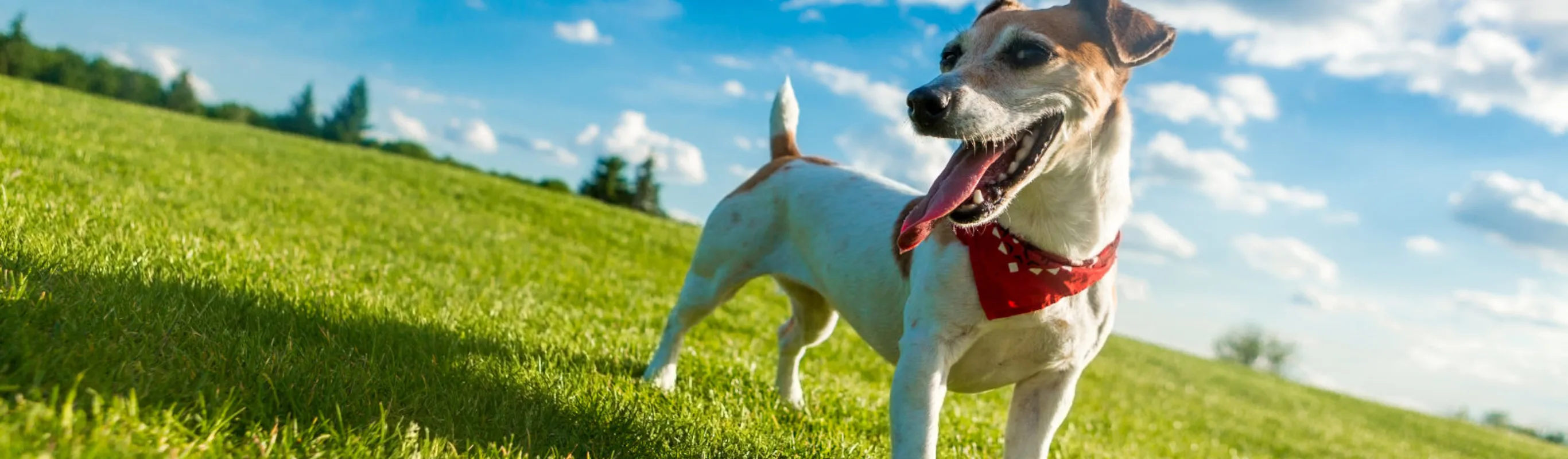Dog Standing in middle of Grassy Field Dog Standing in middle of Grassy Field