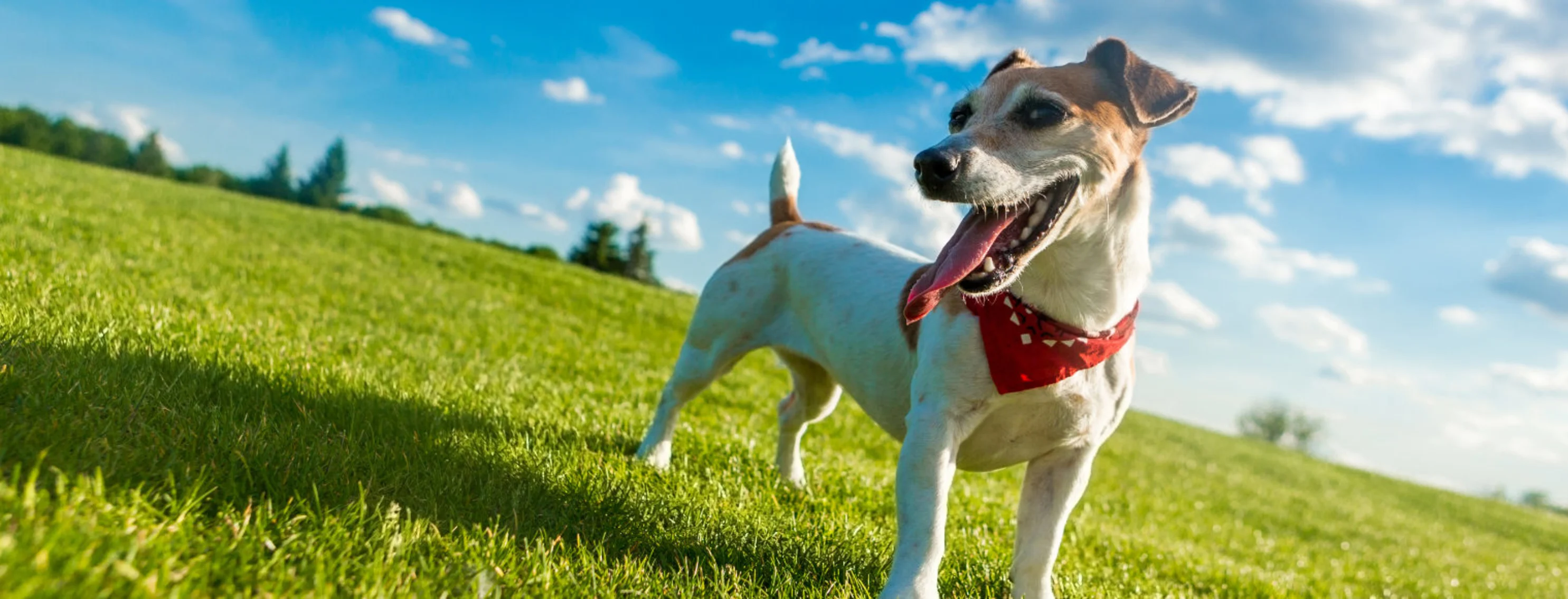 Dog Standing in middle of Grassy Field