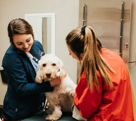 2 vets examining white dog 2 vets examining white dog