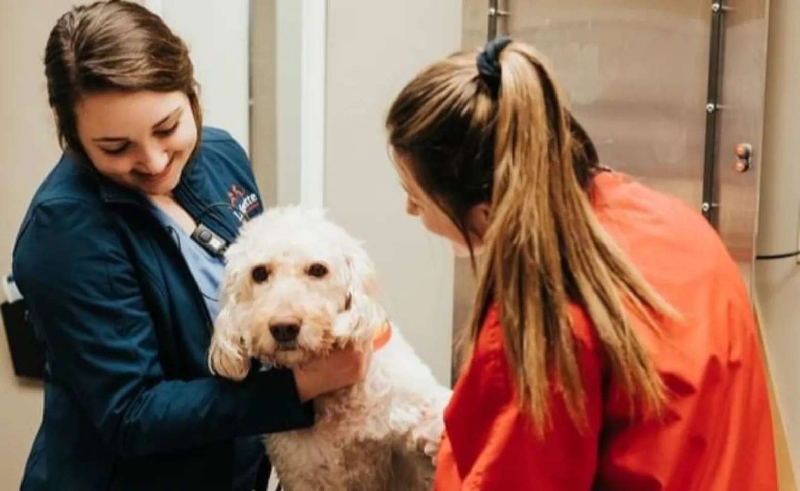 2 vets examining white dog 