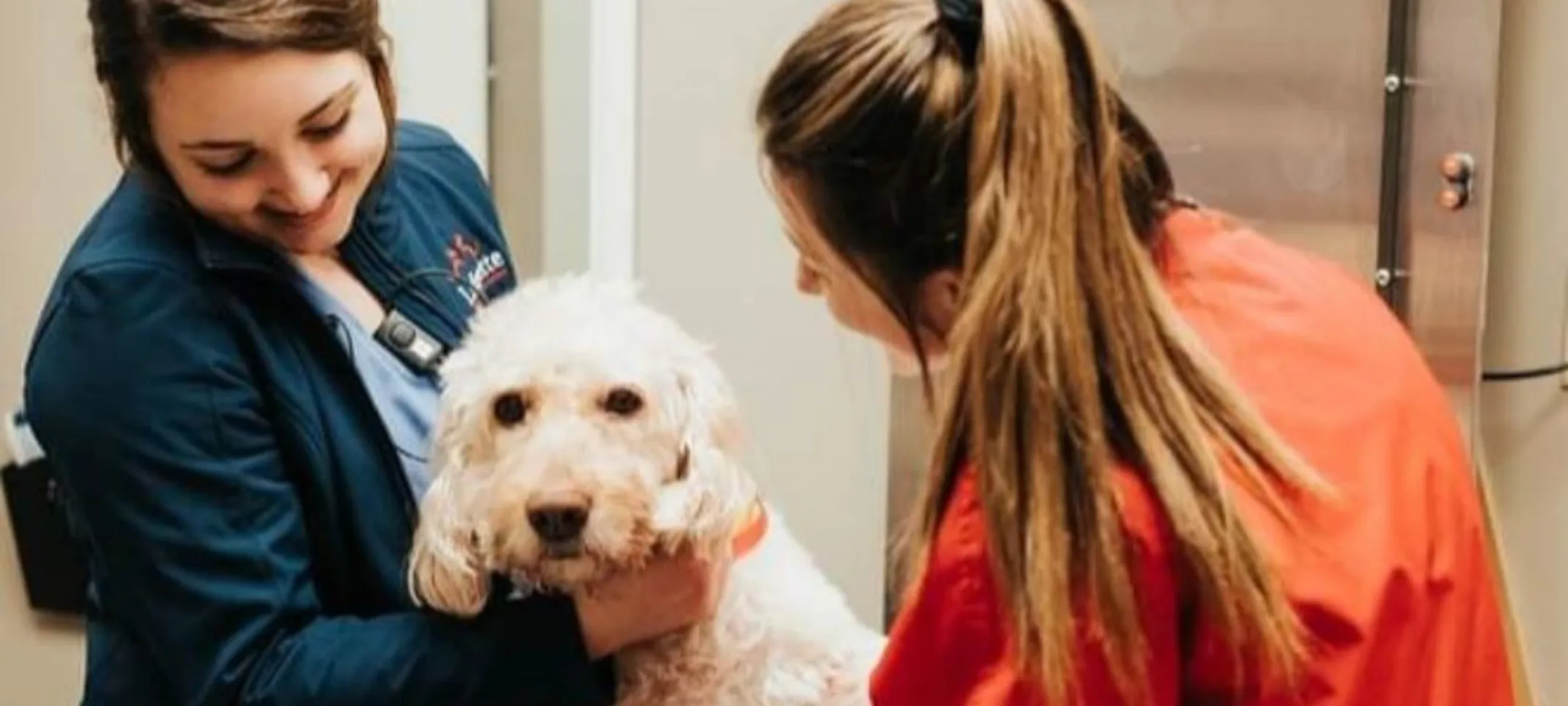 2 vets examining white dog 2 vets examining white dog