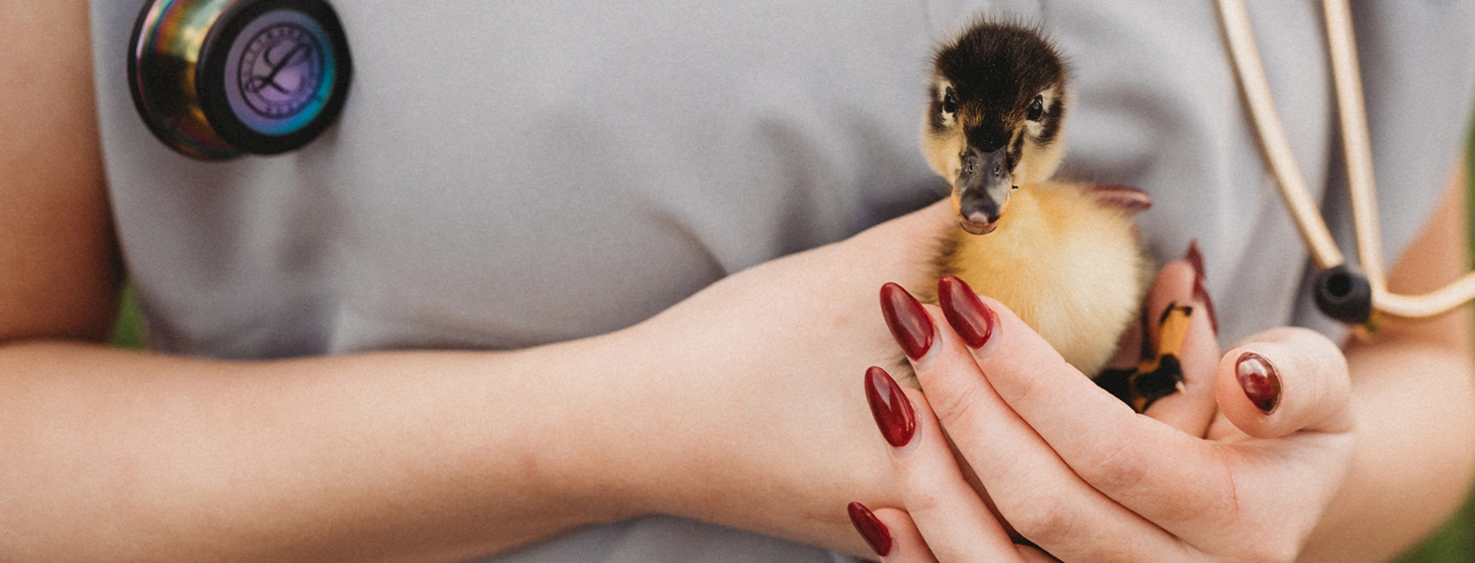 A vet holding a duckling