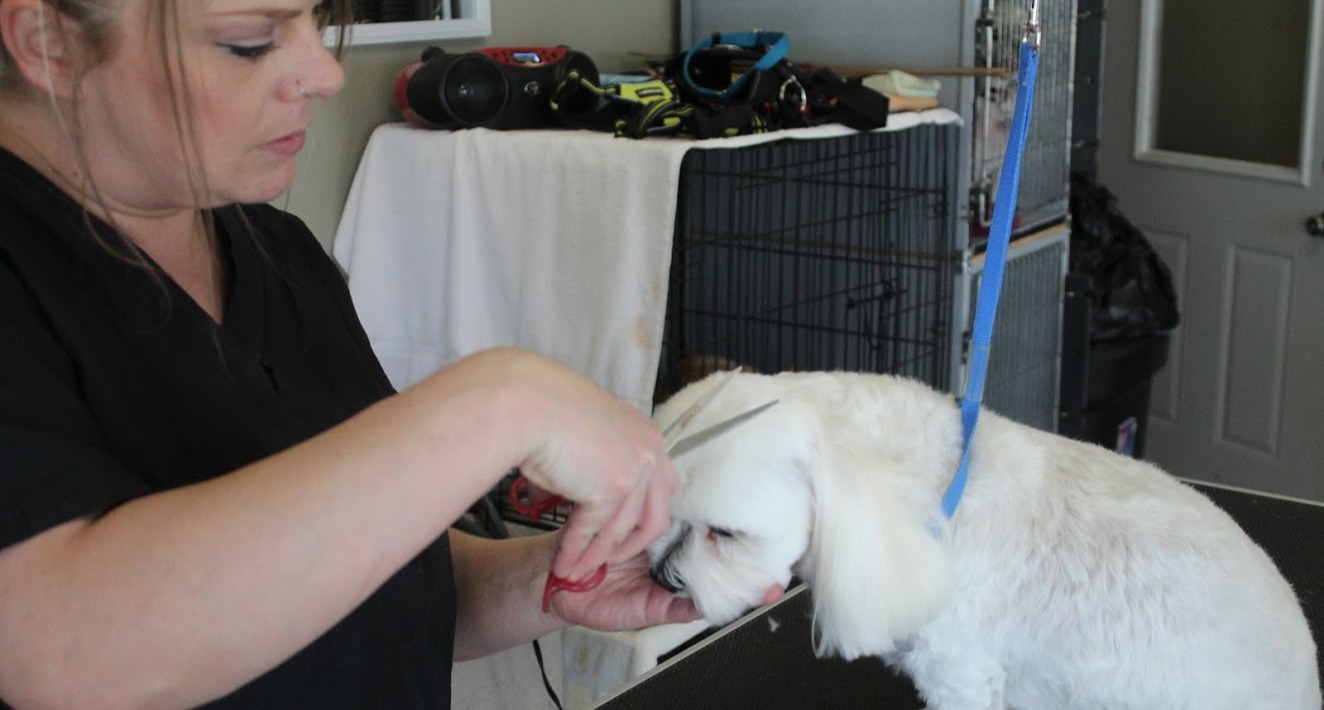 Head fur being trimmed to the proper length on a furry white dog