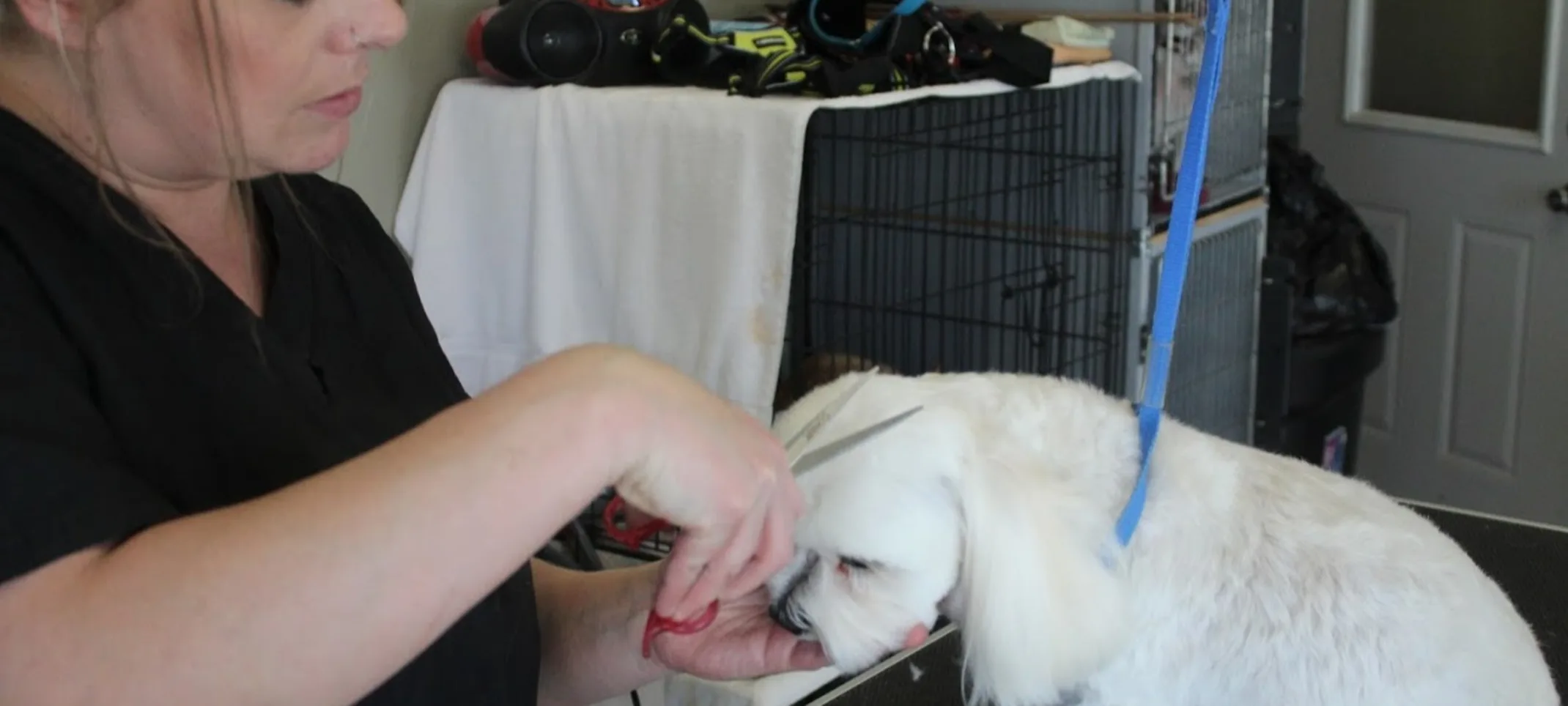 Head fur being trimmed to the proper length on a furry white dog