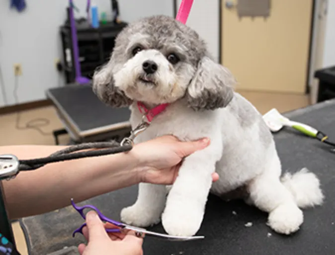 Small dog getting feet hair trimmed Small dog getting feet hair trimmed