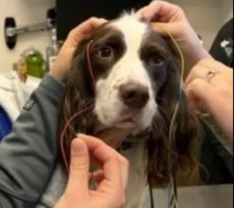 dog getting BAER hearing test