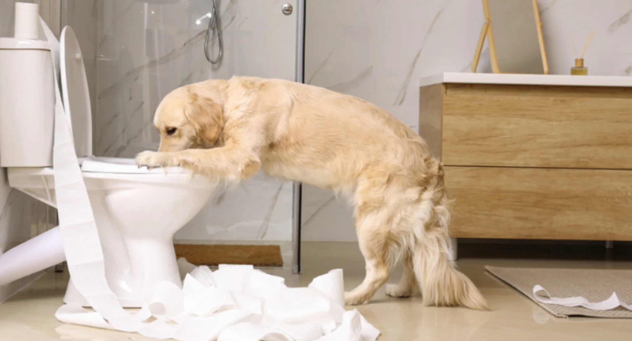 Dog Drinking From a Toilet