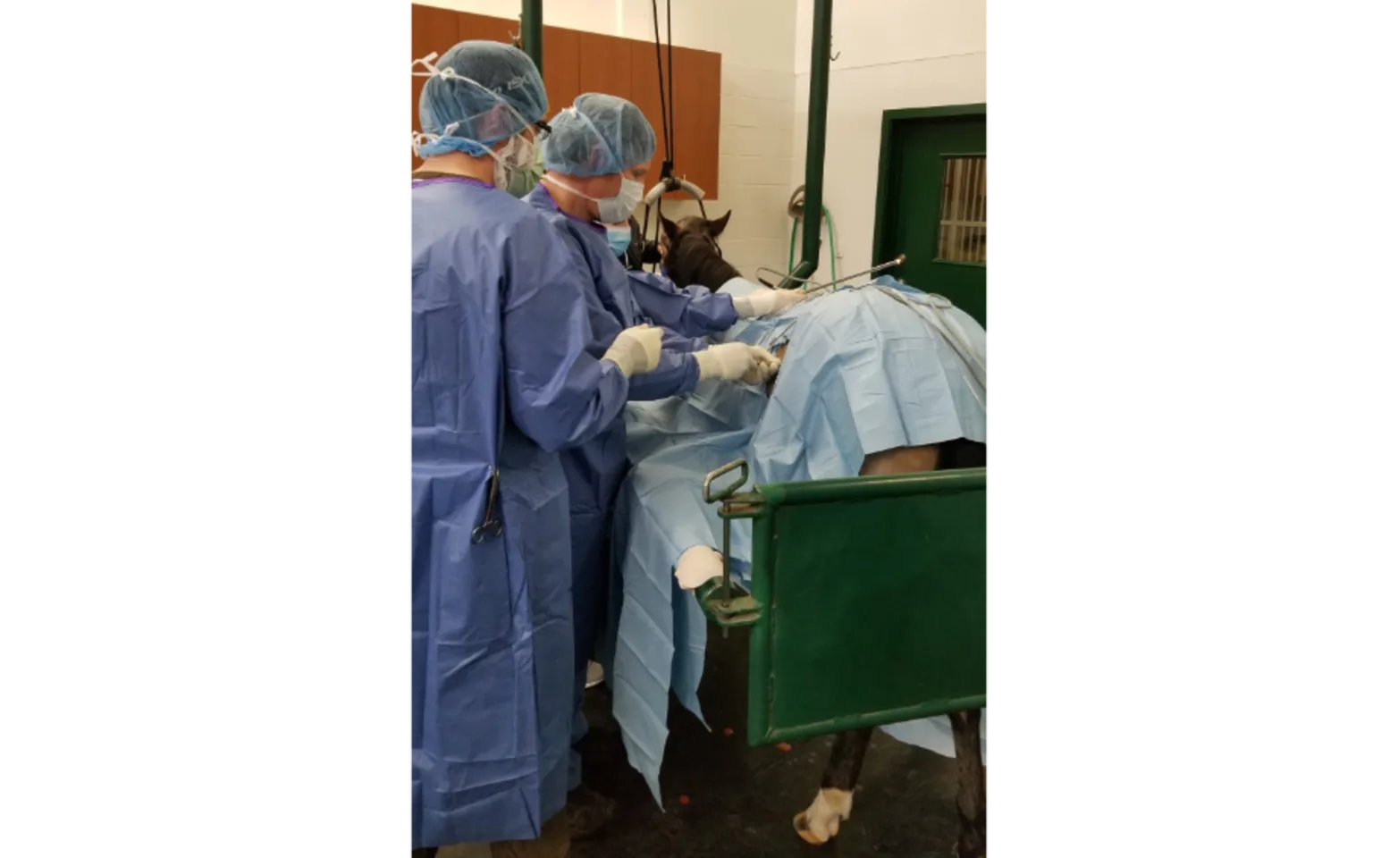The team at McKinlay & Peters Equine Hospital performing a surgical procedure on a horse. The team at McKinlay & Peters Equine Hospital performing a surgical procedure on a horse.