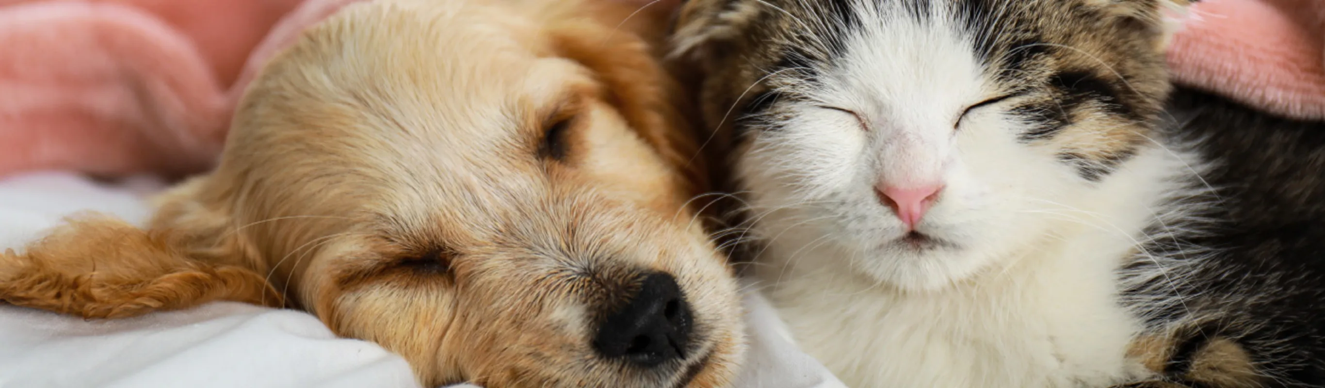 Puppy and kitten sleeping under a pink blanket