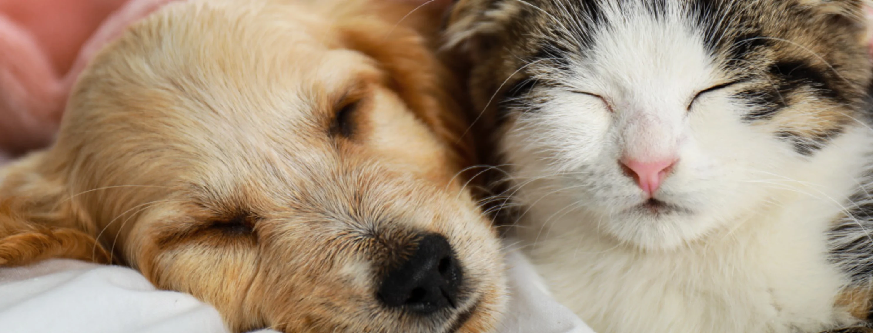 Puppy and kitten sleeping under a pink blanket Puppy and kitten sleeping under a pink blanket