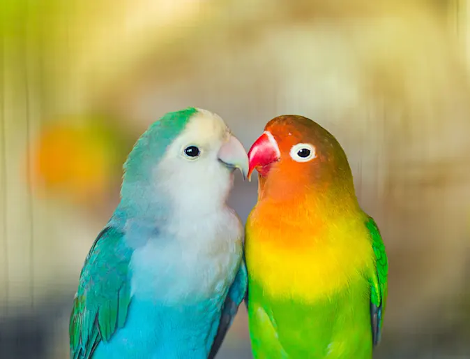 Two Birds on a branch Two Birds on a branch