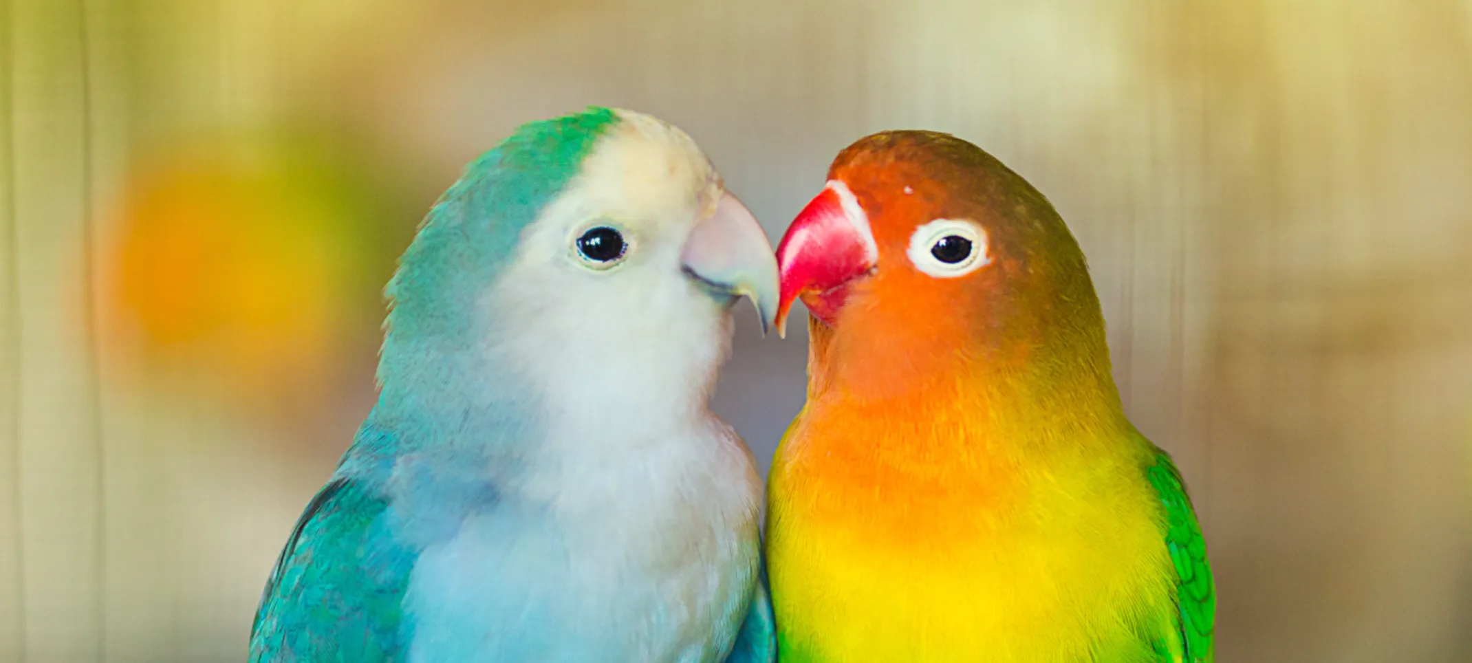Two Birds on a branch Two Birds on a branch