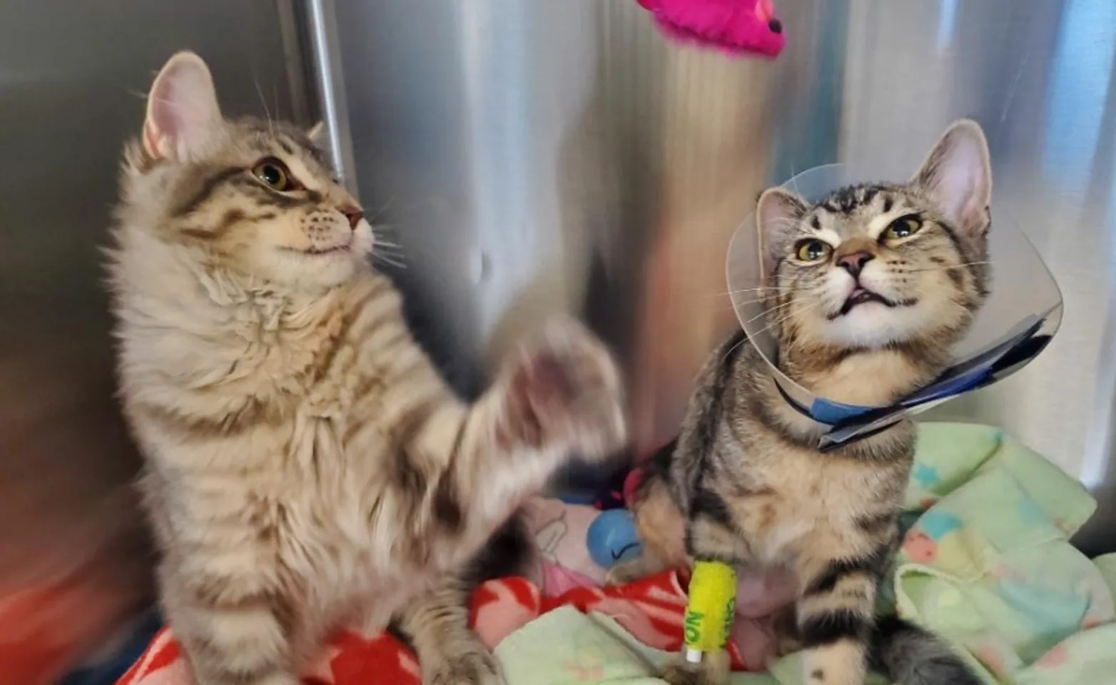 Two Brown Cats at Woodmoor Veterinary Clinic