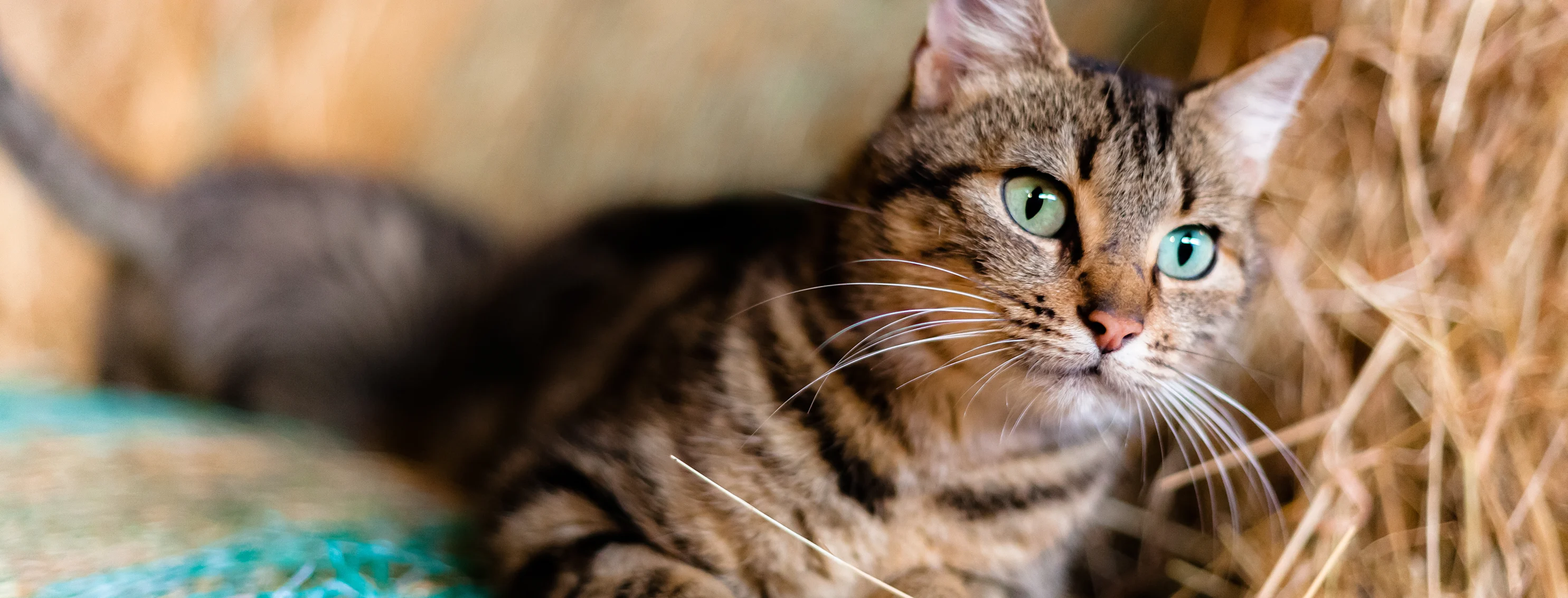 Cat with green eyes laying in the hay.