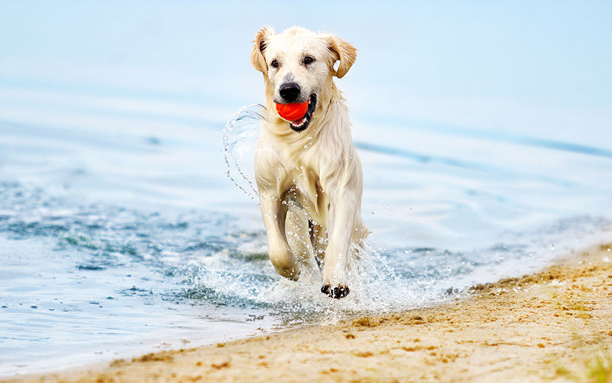 Golden Retriever dog running on beach with red ball in its mouth