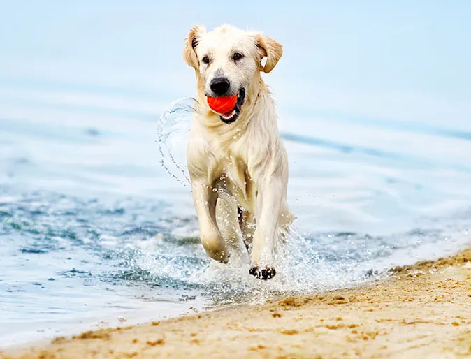 Golden Retriever dog running on beach with red ball in its mouth Golden Retriever dog running on beach with red ball in its mouth
