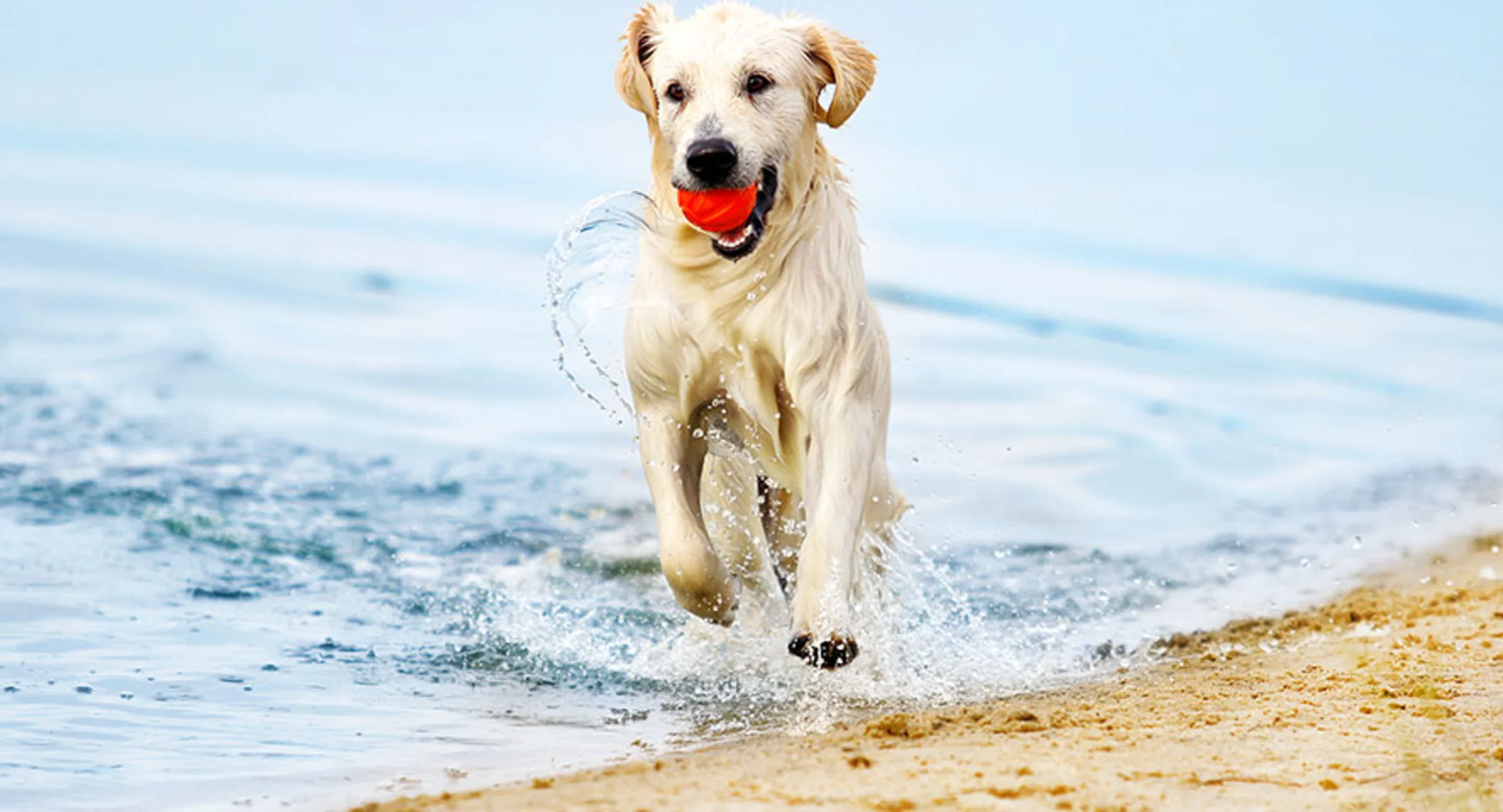 Golden Retriever dog running on beach with red ball in its mouth Golden Retriever dog running on beach with red ball in its mouth